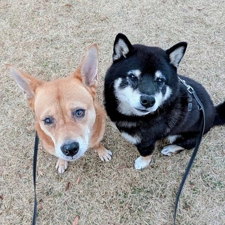 おやつタイムに撮影したノアちゃんとハッピーちゃん