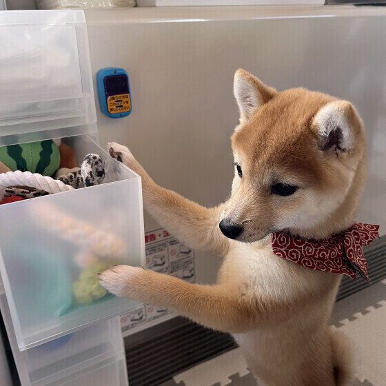 「犬用おもちゃ」種類別の遊び方と注意点は？ 思わぬ事故を予防するポイント いぬのきもち