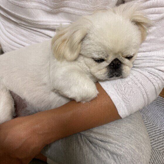 ペキニーズのボブちゃん