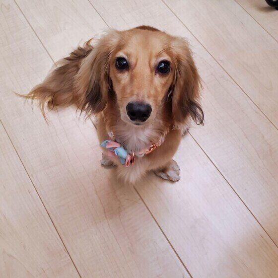 ミニチュア・ダックスフンドのマリンちゃん