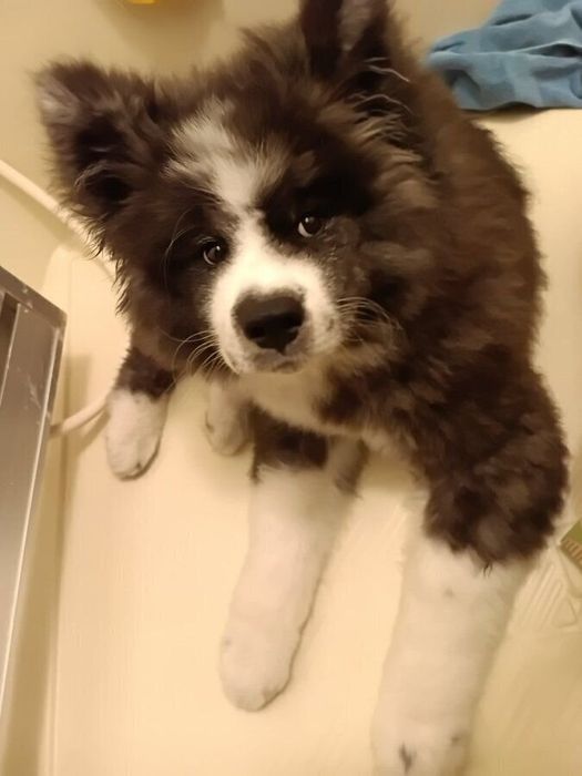 ふんわりとした秋田犬の“いぬくん”(撮影時生後3カ月)