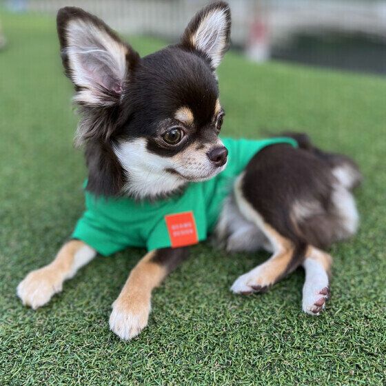 チワワのマロンくん♪