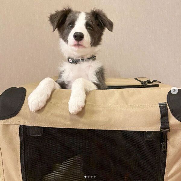 クレートから顔を出すルイスくん