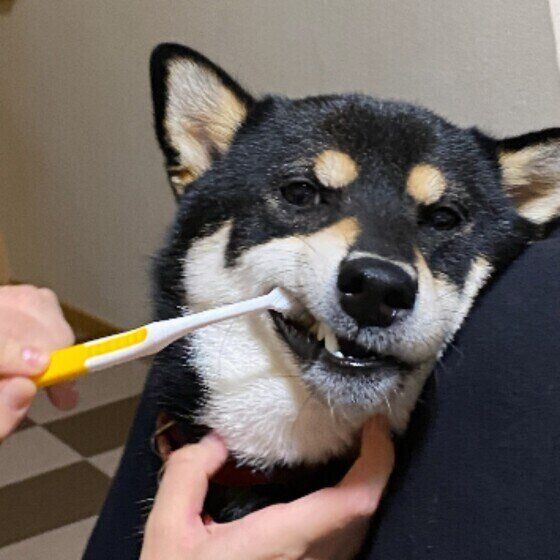 歯ブラシを口に入れられている黒い柴犬