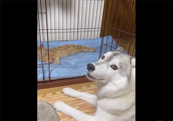 レンちゃんにケージを占領されてしまったユキちゃん