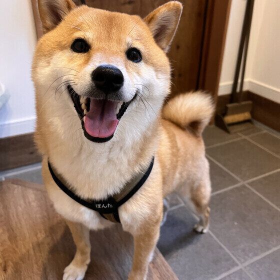 オムツやマナーウェアの着用で愛犬の皮膚がただれることも？ 犬のオムツかぶれの予防とホームケア いぬのきもち