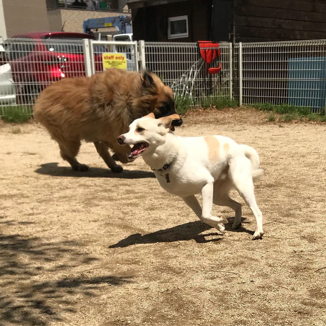 ドッグランで走り回るchiroくん☆