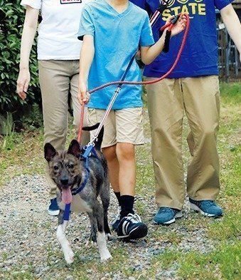 朝晩の散歩はお父さんが担当。夜の散歩は、息子さんをバス停まで迎えに行くのが日課だとか