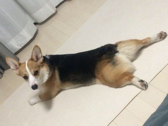 ウェルシュ・コーギー・カーディガンのラルくん