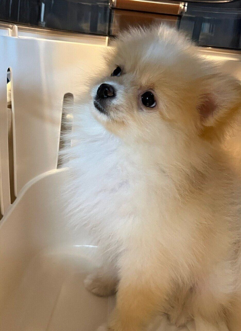 お迎えした日のこまめくん