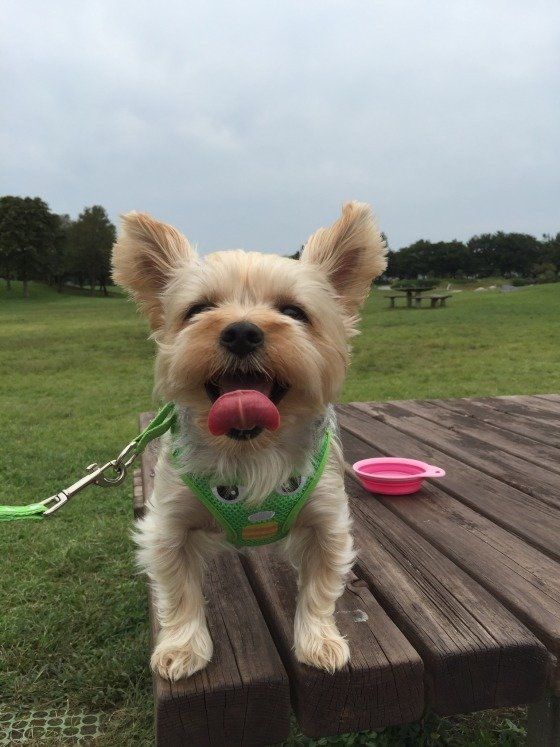 元気に外で遊ぶ犬