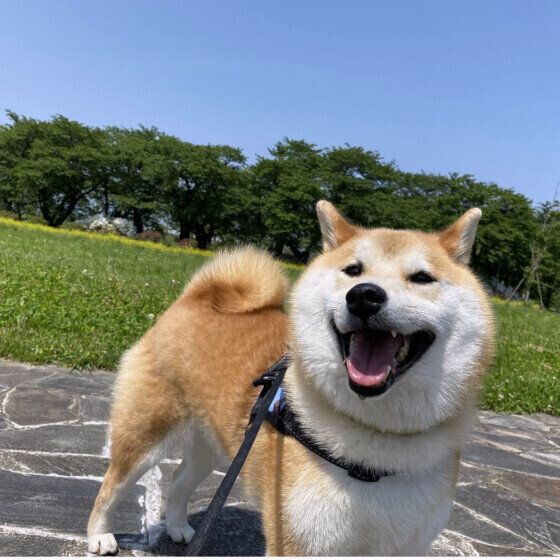 犬のうんちは必ず持ち帰る！ 人にも犬にも影響するフンの放置と感染症の話 いぬのきもち