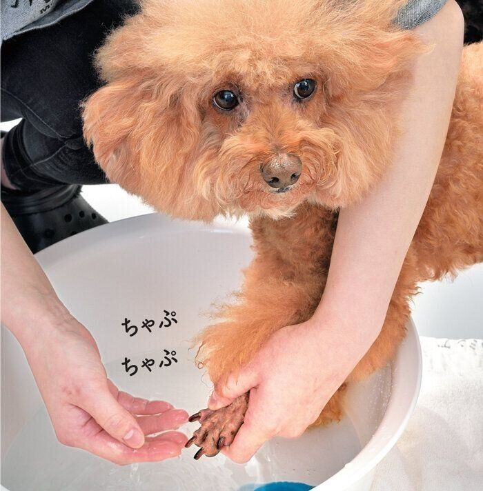 たらいで足先を洗うトイプードル