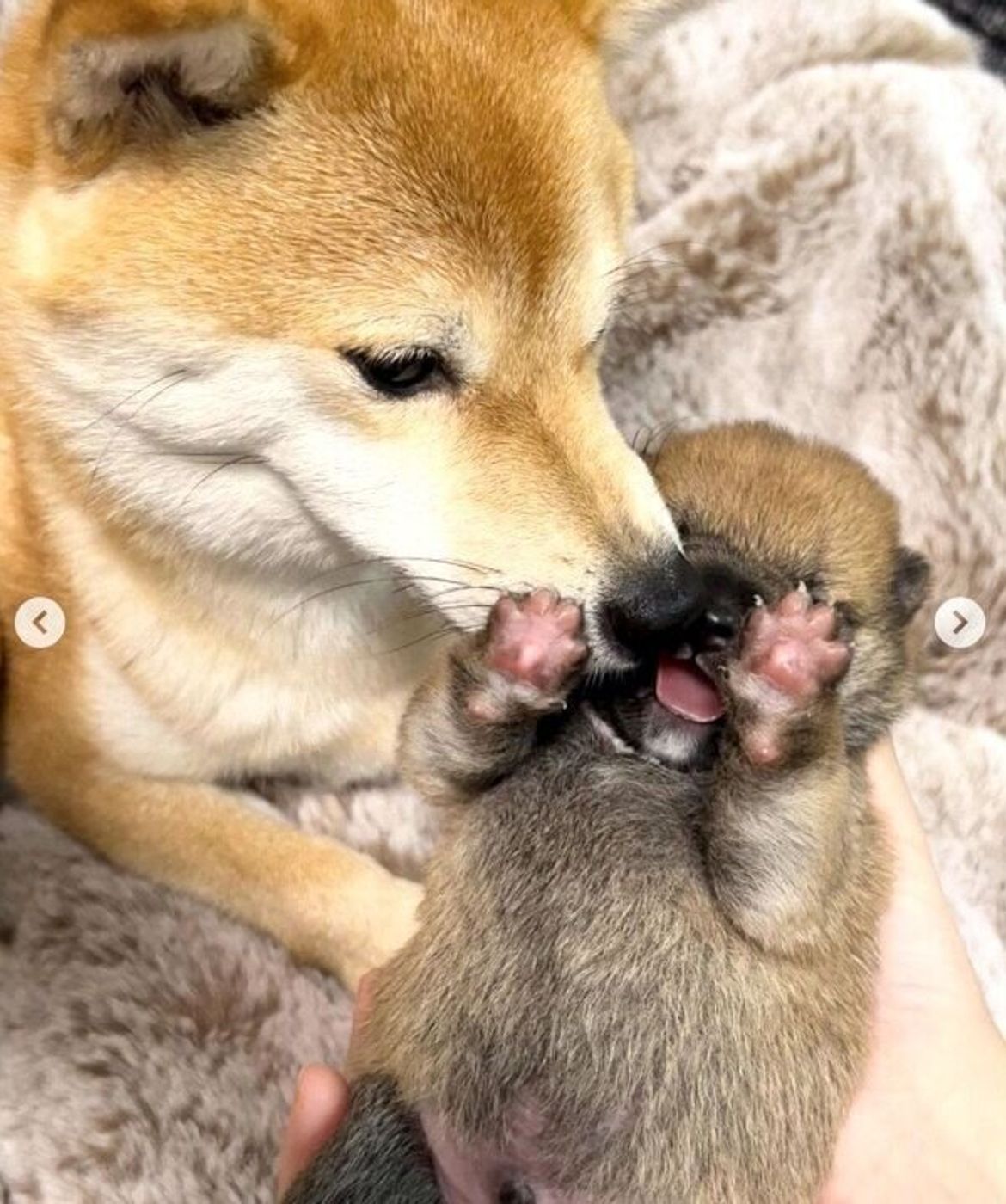 生後9日の子犬の 笑った瞬間 を激写 幸せあふれる光景が 可愛すぎて泣ける いぬのきもちweb Magazine 生後9日の子犬の 笑った瞬間 を激写 幸せあふれる光景が 可愛すぎて泣ける いぬのきもちweb Magazine