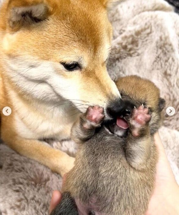 笑うどんちゃんと、見守るラムちゃん