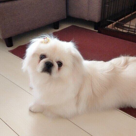 ふわふわの毛がかわいいペキニーズ