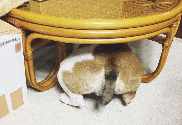 隠れるブルドッグ