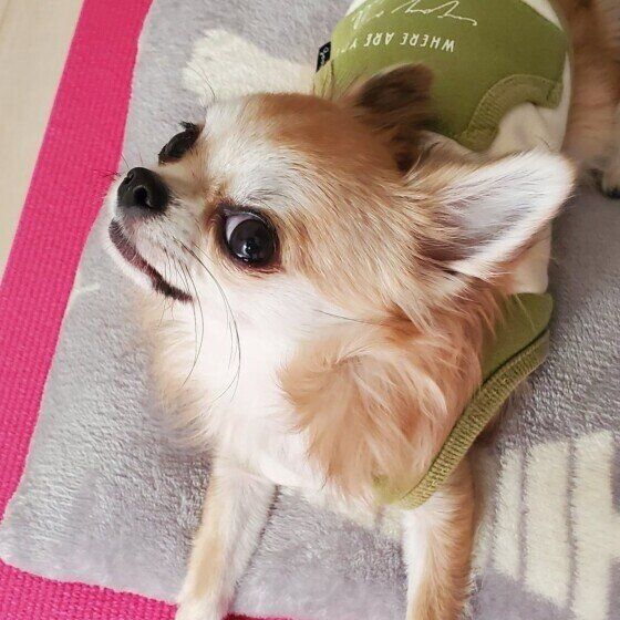 チワワの蘭丸くん♪