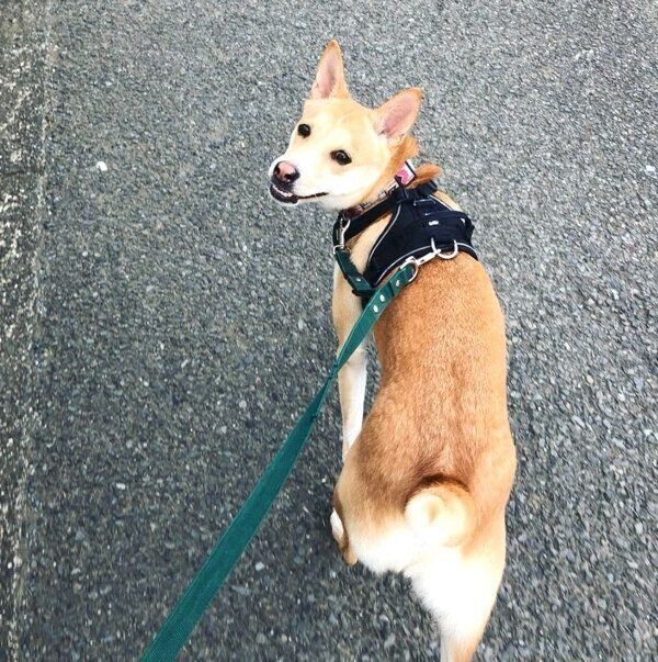 振り向くタップくん