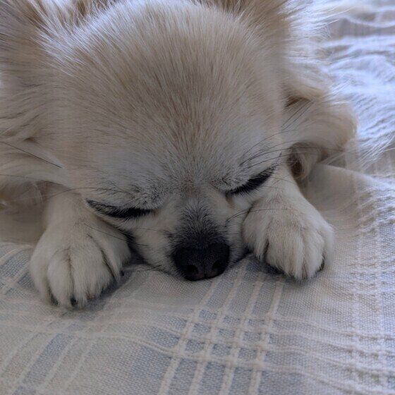 ジッポー 最近は、寝てばかりチワワ