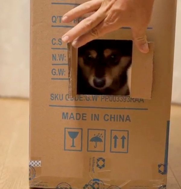 ダンボールを突き破る犬