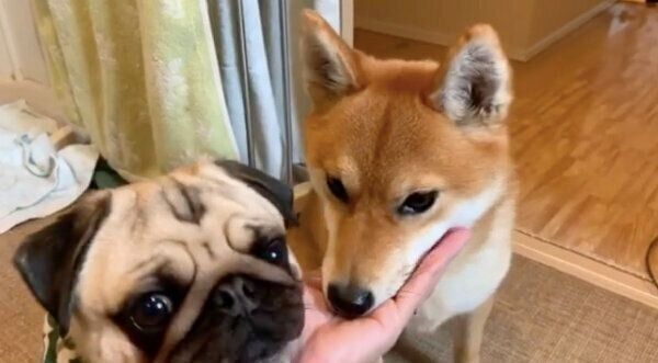 飼い主さんの手のひらにアゴ乗せするラルくんとアキちゃん