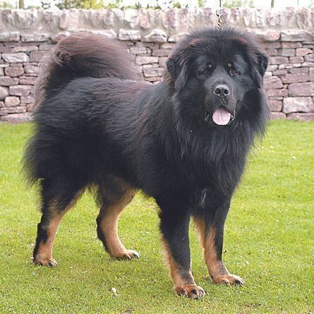 チベタン・マスティフ