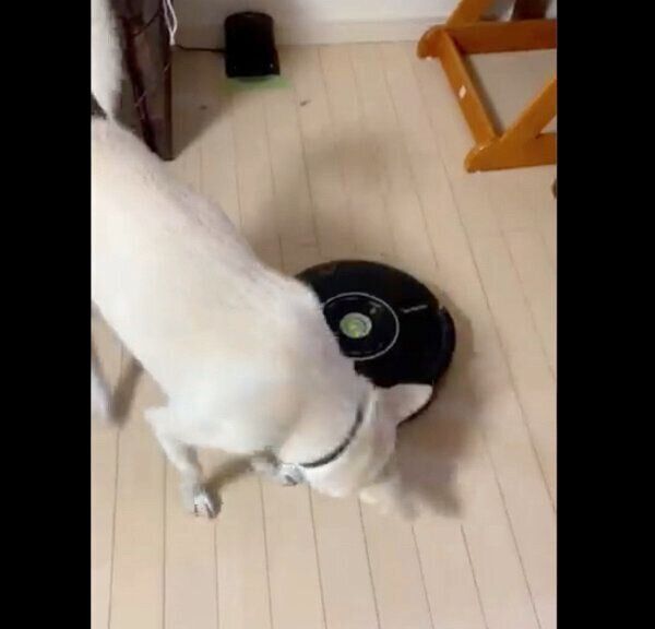 ルンバにちょっかいを出すハクちゃん