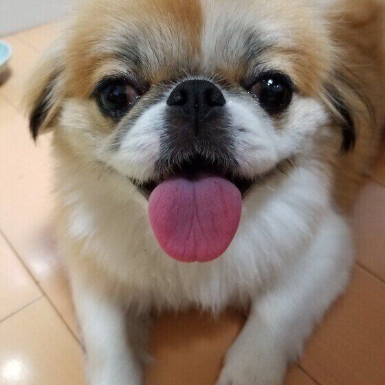 犬も骨が弱くなる？「骨粗しょう症」の原因と予防方法は？ いぬのきもち