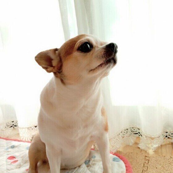 チワワのすずめちゃん