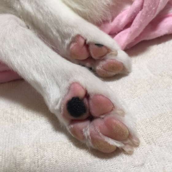 パピヨン・コアちゃん・肉球