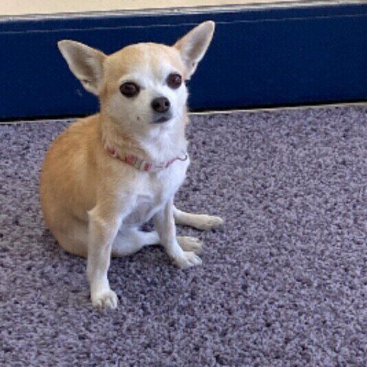 犬臭い 原因は 犬のニオイと家のニオイ対策 いぬのきもちweb Magazine