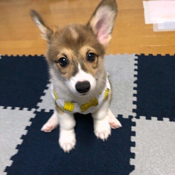 見つめるウェルシュ・コーギー・ペンブローク