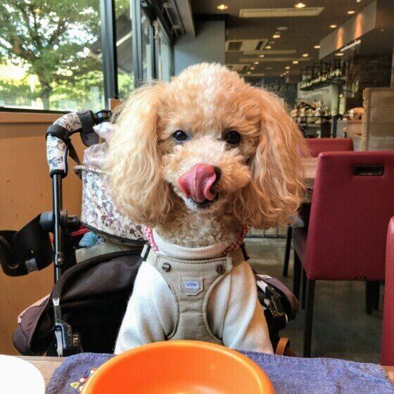 犬は舌でも気持ちを伝える 犬の舌なめずりには理由があった いぬのきもちweb Magazine