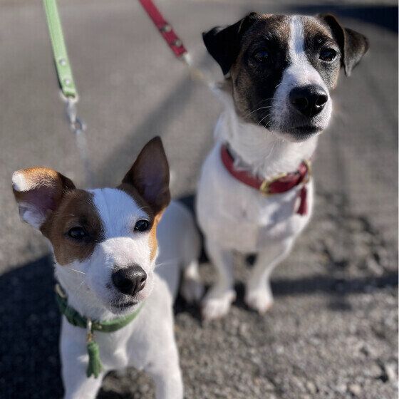 ジャック・ラッセル・テリアの明日叶ちゃんと冬悟くん