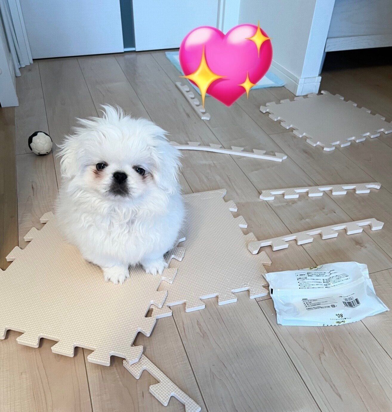 子犬時代のポリコくん