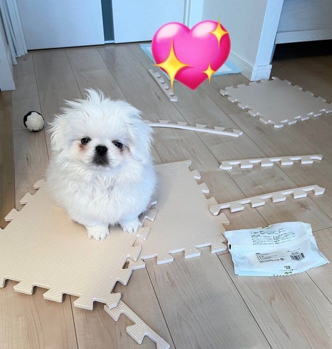 子犬時代のポリコくん