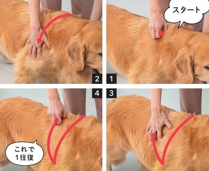 なでられるゴールデン・レトリーバー