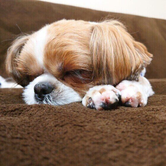 シー・ズーのゆうさんちゃん