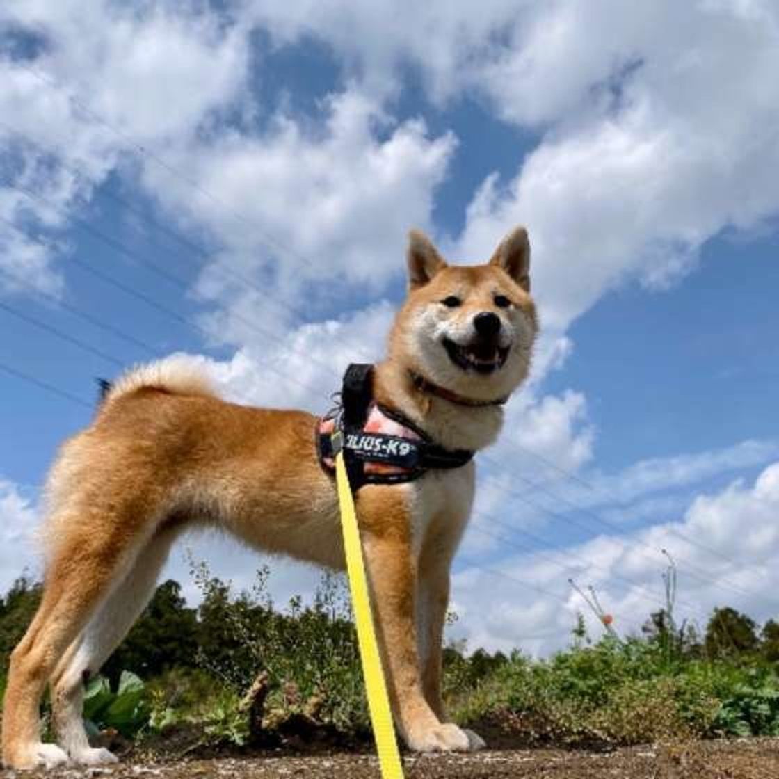 犬の免疫力ってどういうこと 免疫力upについて解説 いぬのきもちweb Magazine 犬の免疫力ってどういうこと 免疫力upについて解説 いぬのきもちweb Magazine