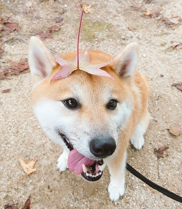 頭に紅葉を乗せるこま次郎くん