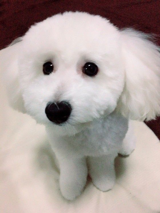 もっと犬に言いたいたくさんのこと : 君の「?」な行動に惑わされず、楽しむため… ◀︎◀︎◀︎愛犬との暮らしがもっと楽しくなる情報を配信中