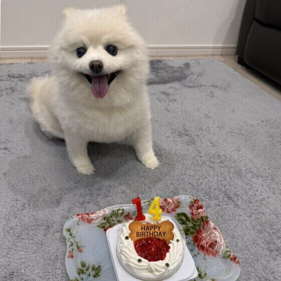 シニア犬の老いにどう向き合う？ 考えておきたい心構えを獣医師に聞いた いぬのきもち