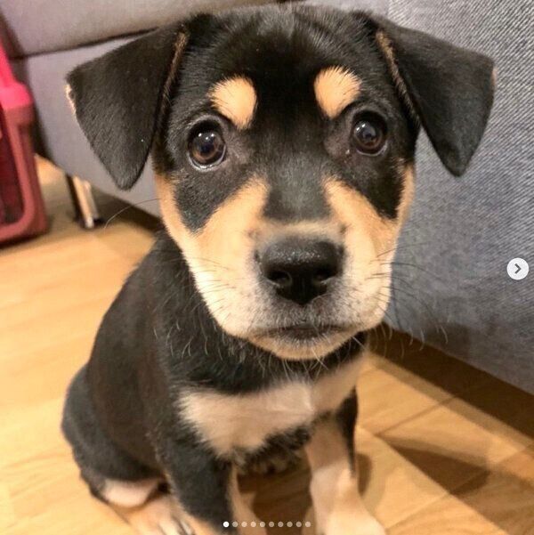 預かりボランティアさん宅にいた頃のななちゃん
