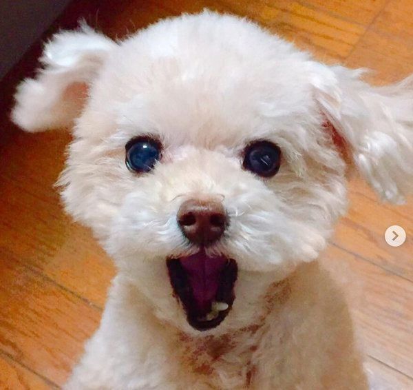 トイ・プードルのココちゃん