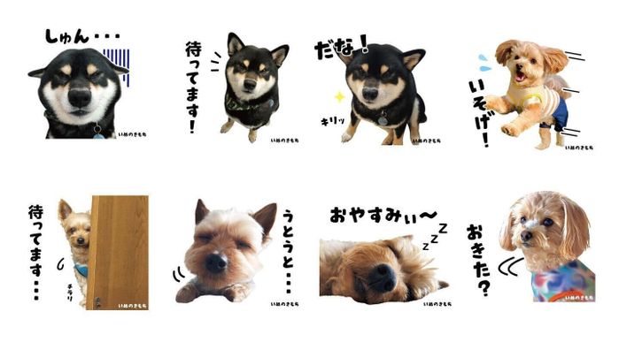 いぬ・ねこのきもちアプリ なでなでスタンプ企画