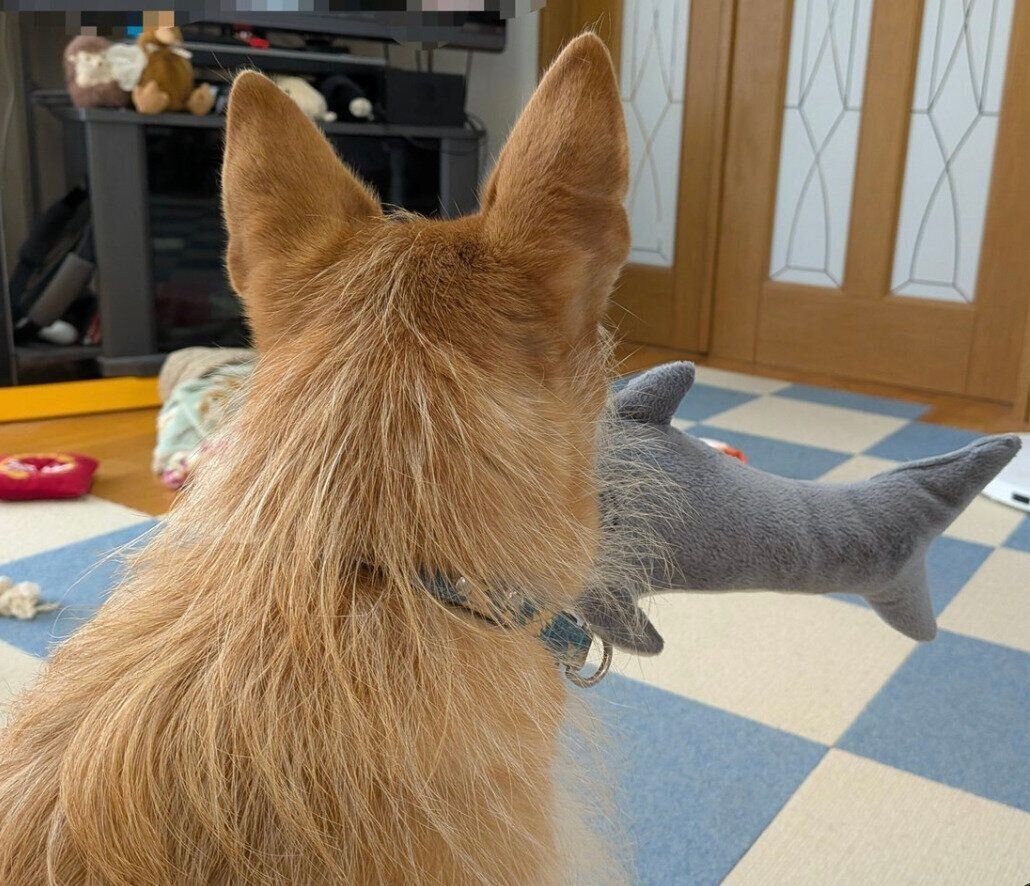 サメのぬいぐるみを持ってきて、なでられ待ちをする犬ちゃん