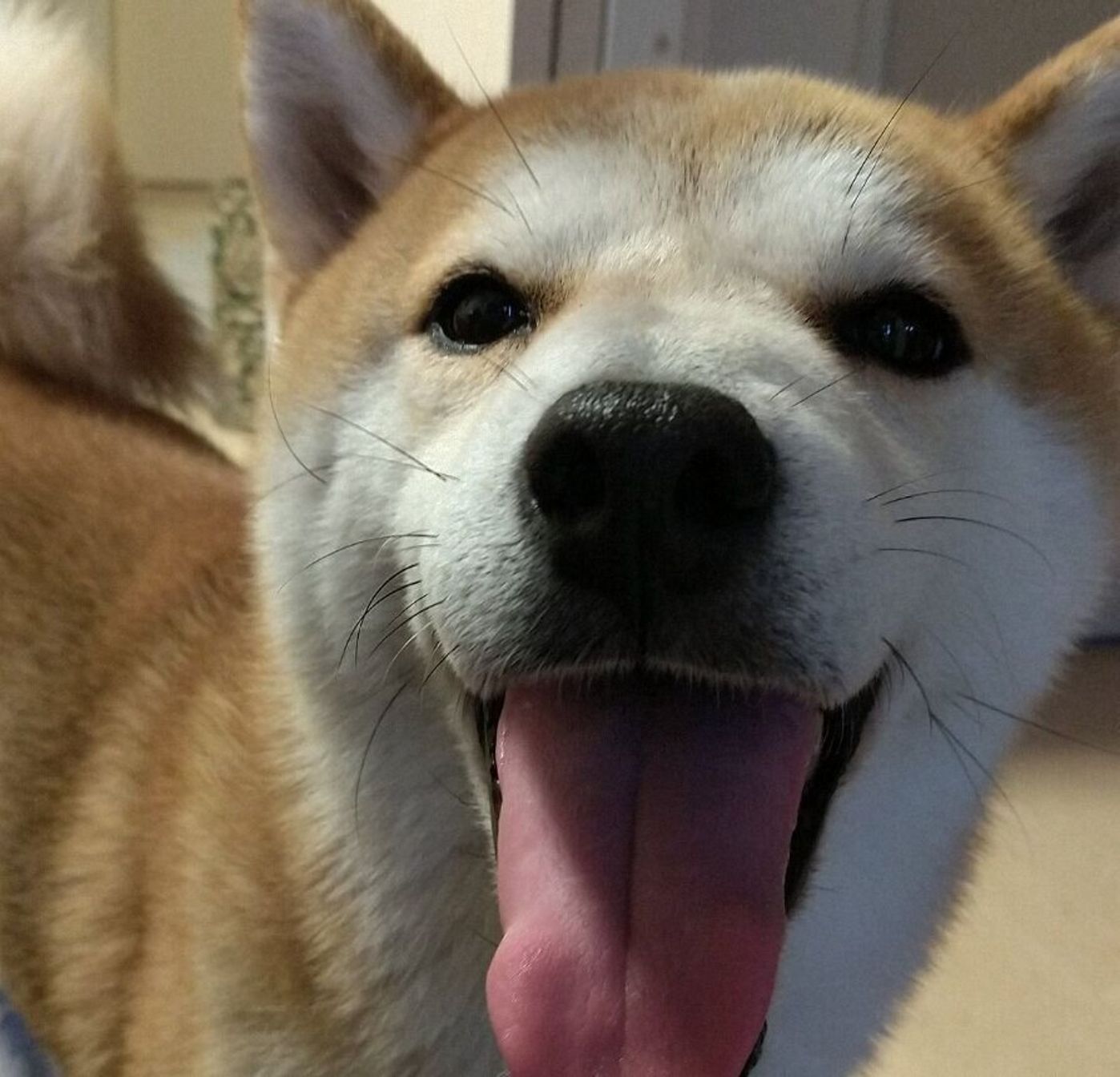 柴犬タロさんの謎すぎる行動 まさかのウケ狙い 犬もフレーメン反応するの 連載 モフモフ柴とプニプニ娘 第168話 いぬのきもちweb Magazine 柴犬タロさんの謎すぎる行動 まさかのウケ狙い 犬もフレーメン反応するの 連載 モフモフ柴とプニプニ娘 第168話 いぬのきもちweb Magazine