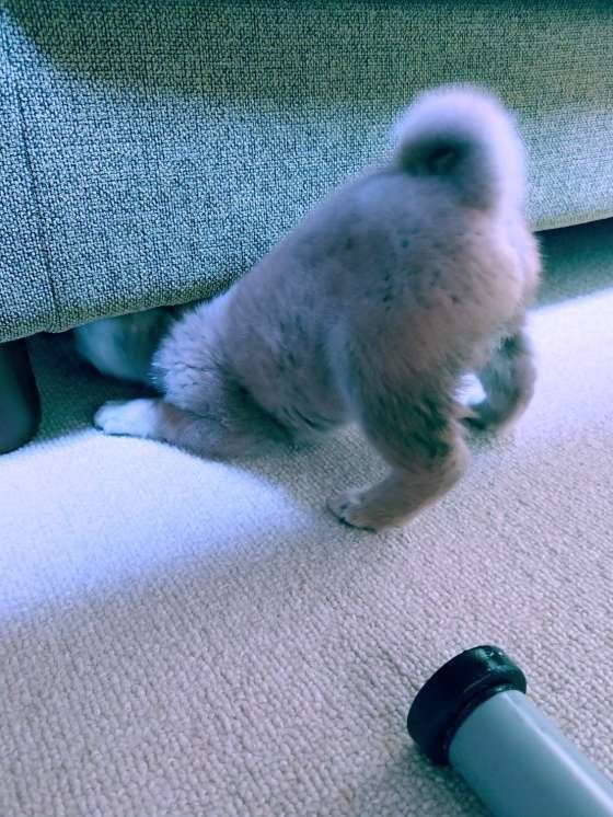 こまちゃん  柴