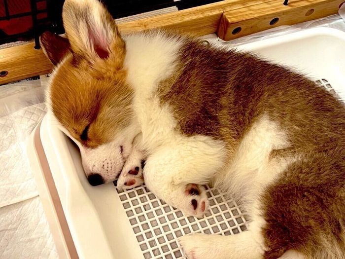 小さな頃のルークくん